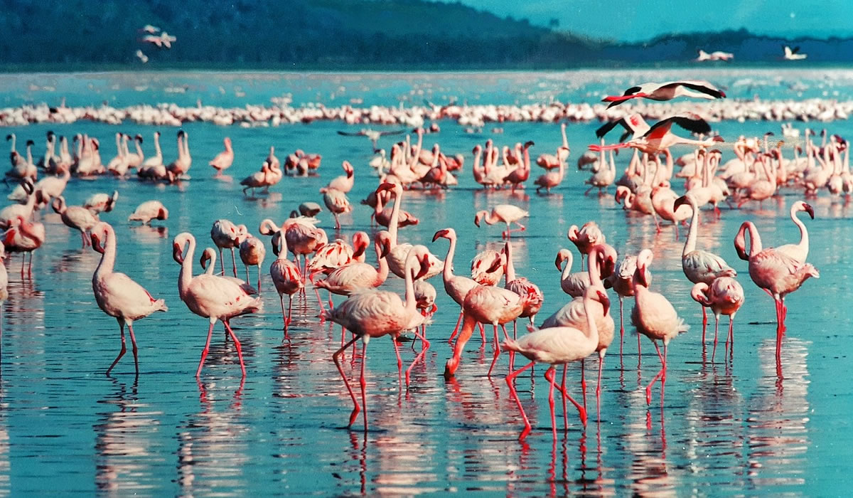 flamingos in lake nakuru