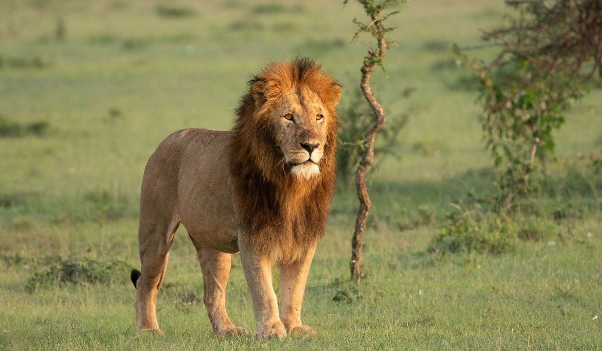lion in Masai Mara