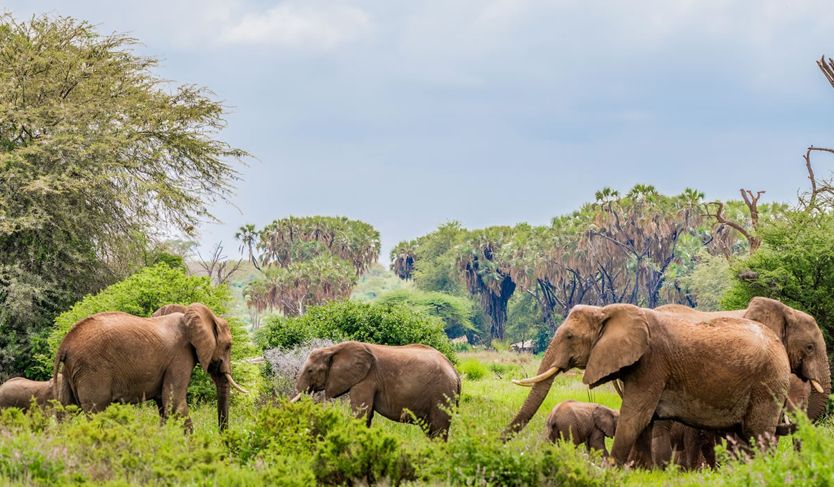 elephants in Samburu